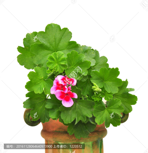 粉紅色的花