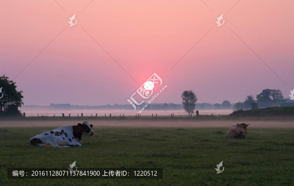 牛在草地上