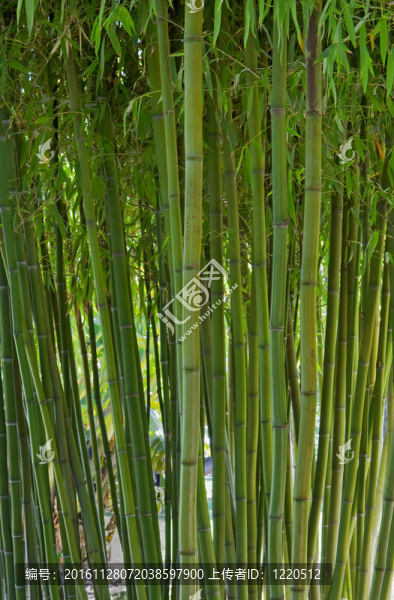 竹林