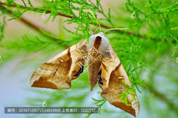 perinet,moth1542