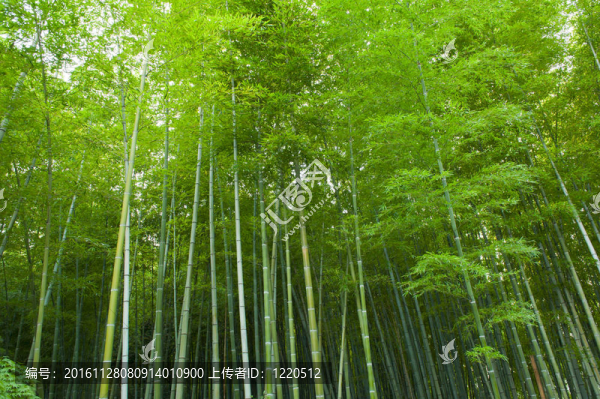 竹林