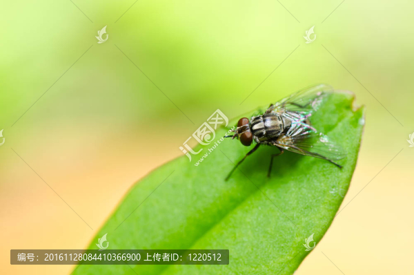 飛翔在綠色的大自然里