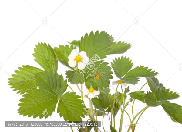 Strawberry,flower和葉