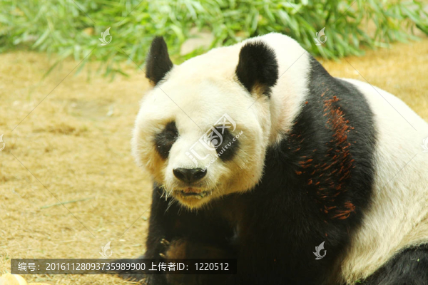 大熊貓
