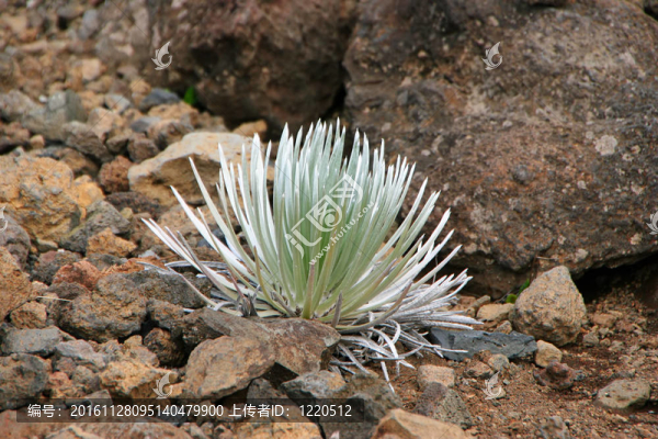 silversword植物