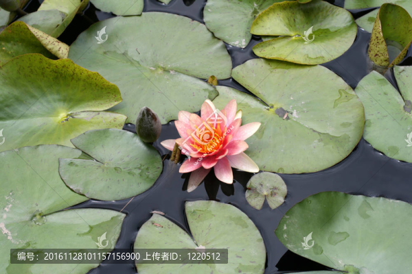 水百合-匯圖網(wǎng) www.fosd68.com 水百合