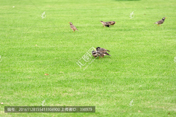草地上的小鳥