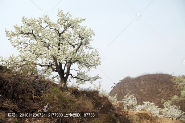 梨花