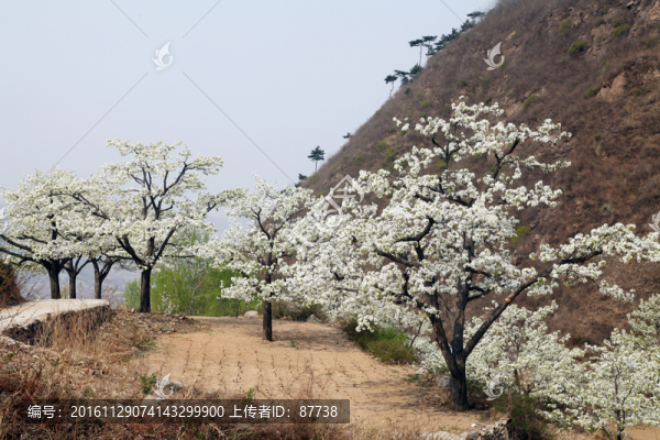 梨花