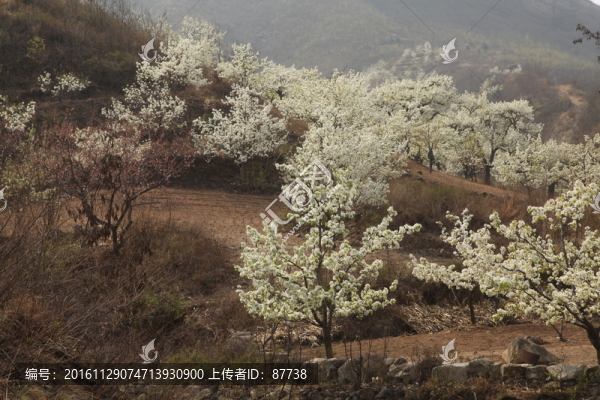 梨花