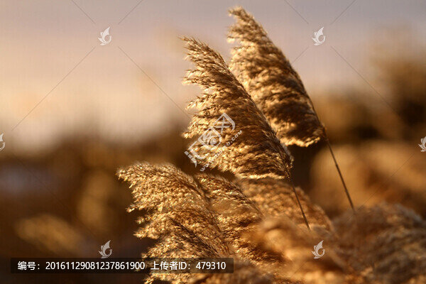 蘆葦,濕地,自然,植被
