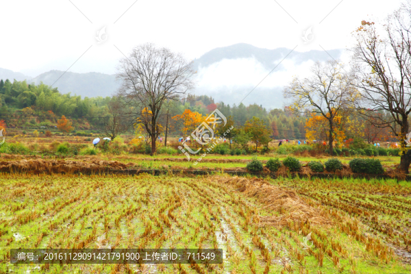 田野風(fēng)光