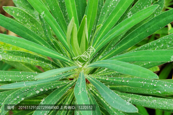 Euphorbia,01