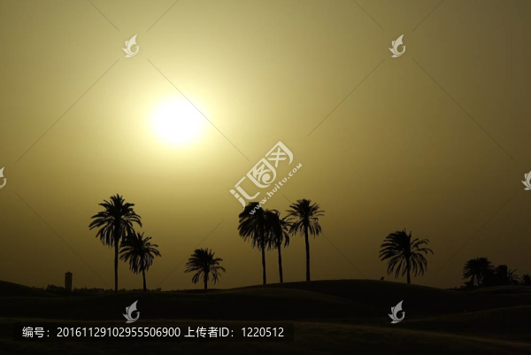 棕櫚樹(shù)