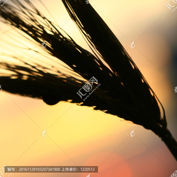 小麥的日出