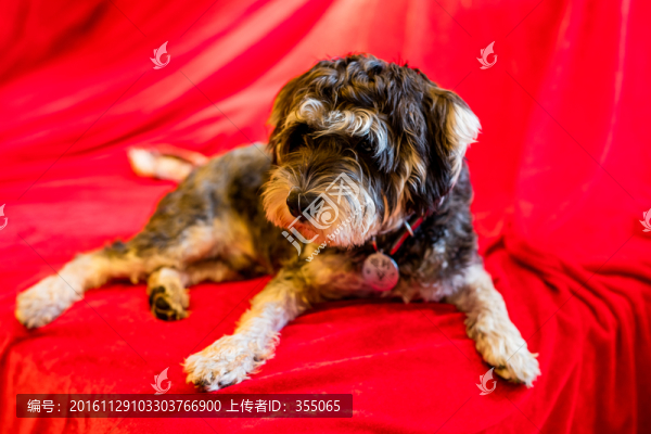 雪納瑞犬