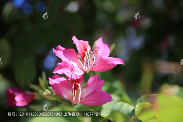 紫荊花