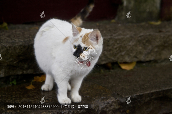貓