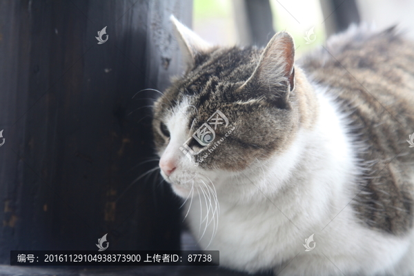 貓