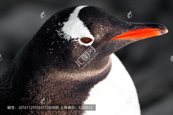 黑白企鵝