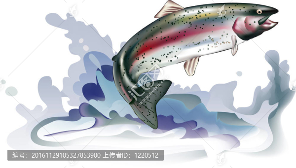 跳躍的鱒魚
