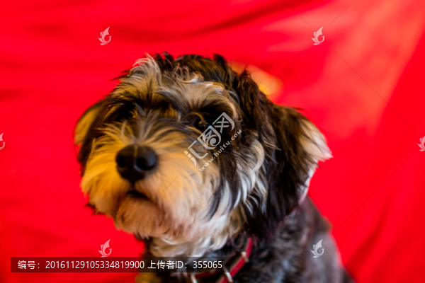 雪納瑞犬