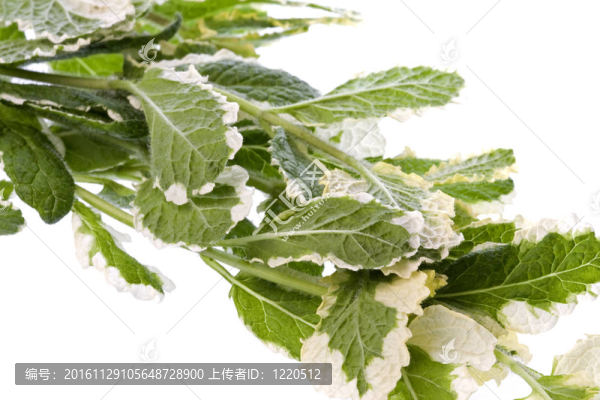 菠蘿薄荷葉分離