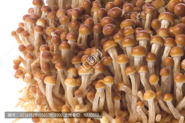韓國食用菌宏