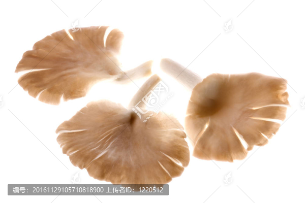灰色牡蠣蘑菇宏