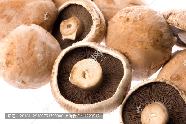 褐蘑菇中分離
