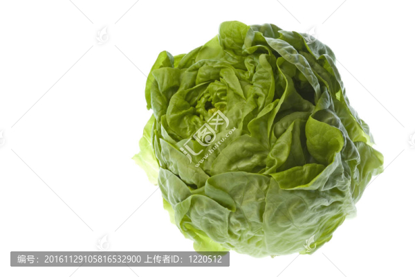 生菜隔離