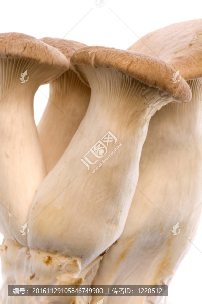 杏鮑菇蘑菇中分離