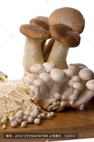 蘑菇中分離