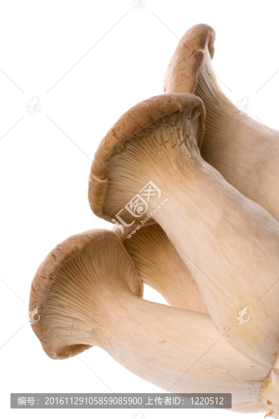 杏鮑菇蘑菇中分離