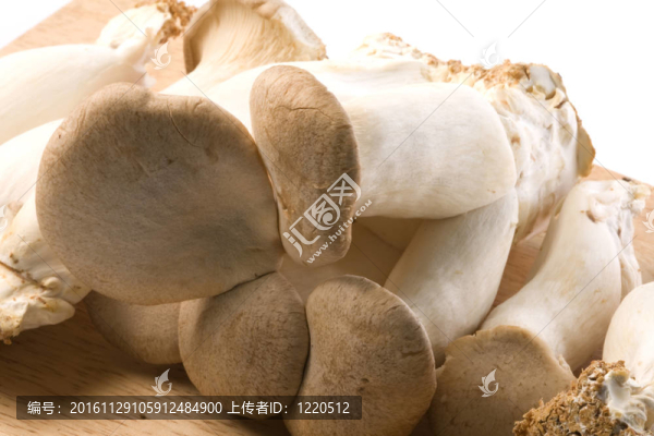 杏鮑菇蘑菇中分離