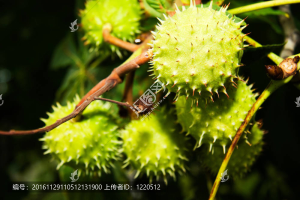 樹(shù)上的栗子