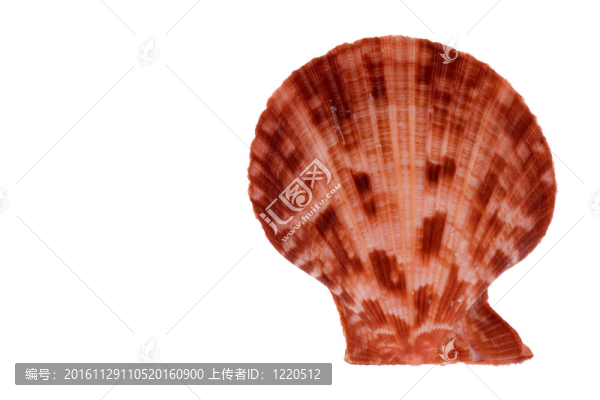 扇貝宏
