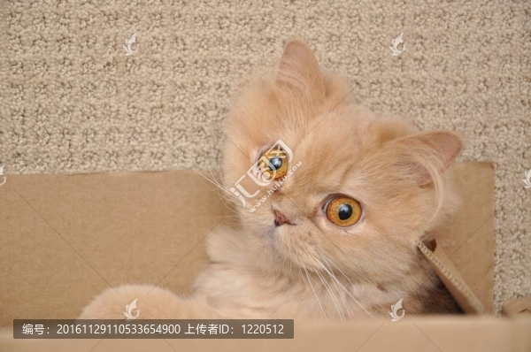 關(guān)閉波斯貓