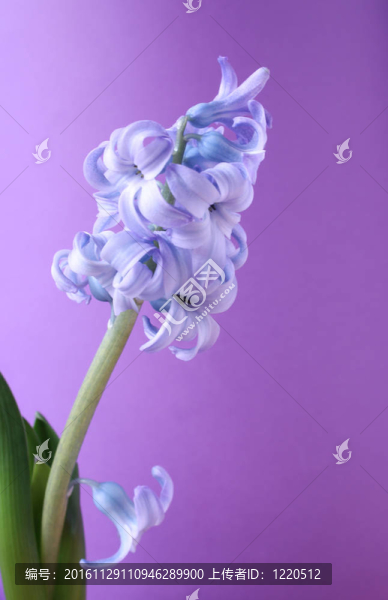 紫羅蘭花