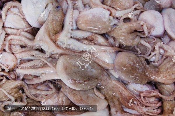 生吃章魚