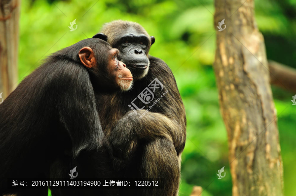 夫婦