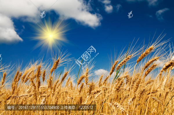 成熟小麥夏季觀。