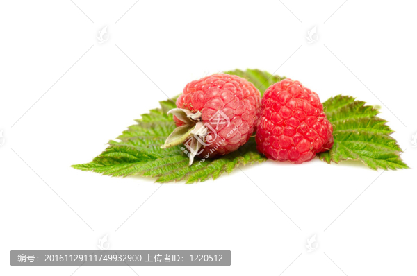 紅色的漿果，白色的葉子。