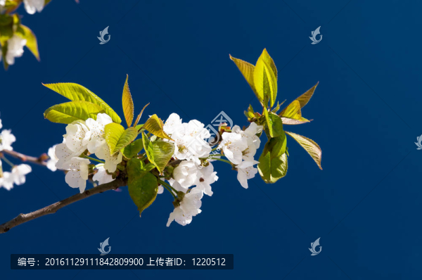 櫻花盛開。