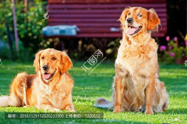 黃金獵犬