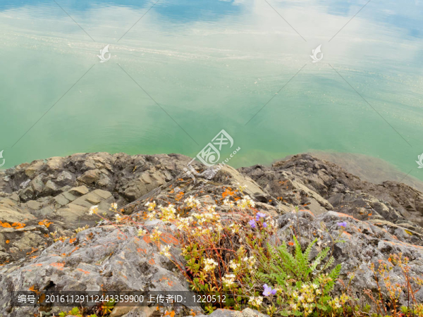 盛開的野花在巖石的湖岸