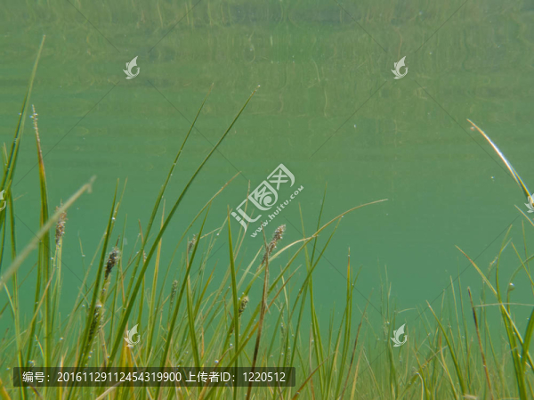 沉水草和植物的水下射擊