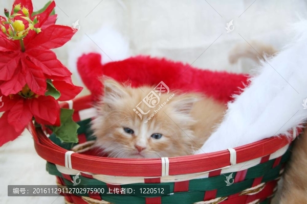 圣誕籃子里的貓