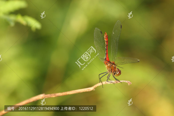 Ruddy,Darter（sympetrum紅色）