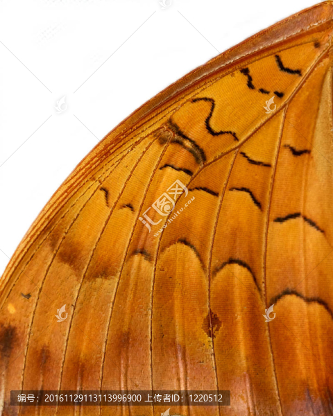 butteryfly機(jī)翼特寫(xiě)